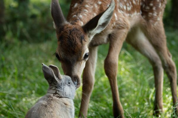 Bambi